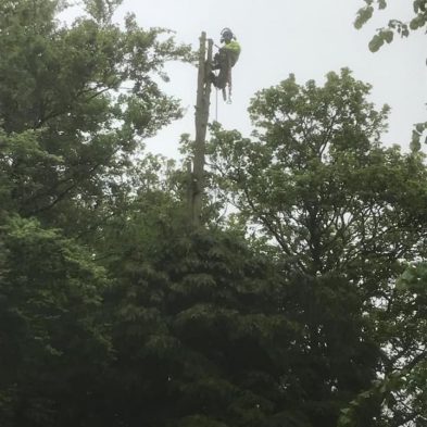 Tree Surgery - Woburn Sands