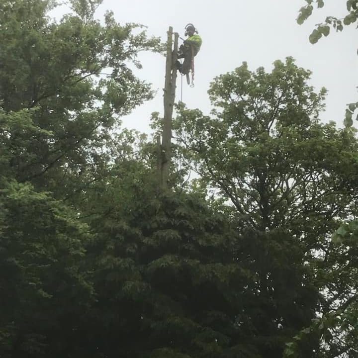 Tree Surgery - Woburn Sands
