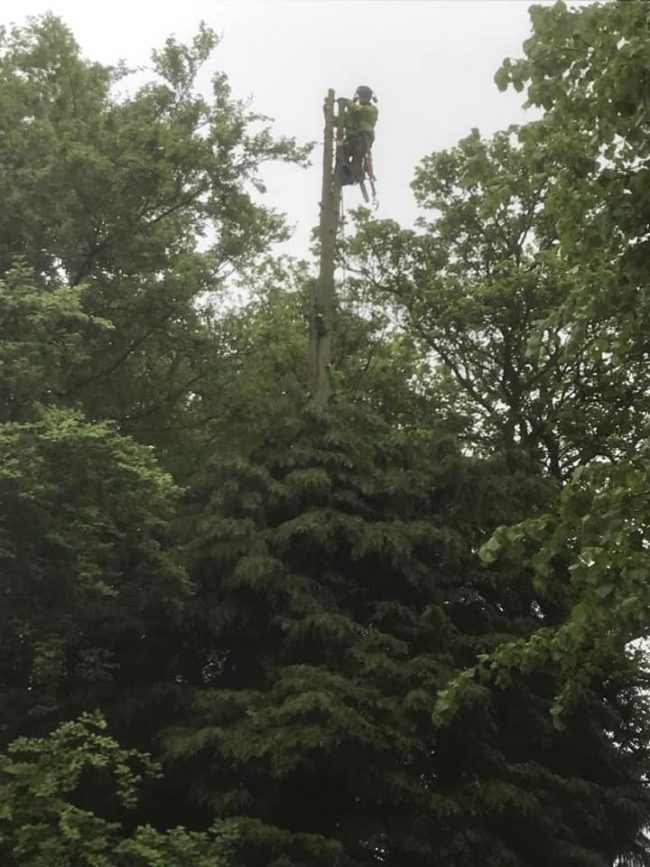 Tree Surgery - Woburn