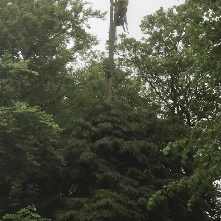 Tree Surgery - Woburn