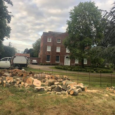 Tree Surgery - Woburn Sands