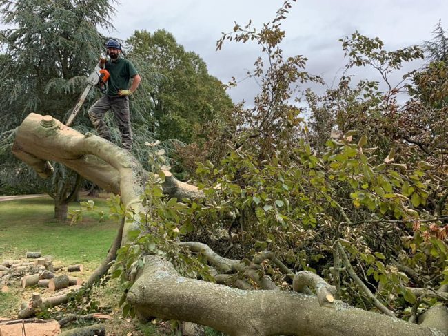 Tree surgery - Woburn Sands