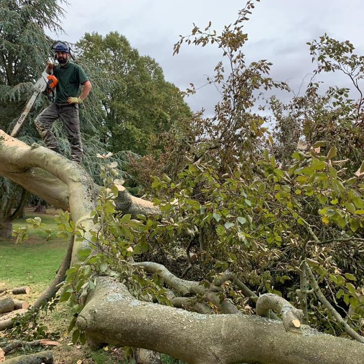 Tree surgery - Woburn Sands