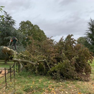 Tree Surgery - Woburn Sands