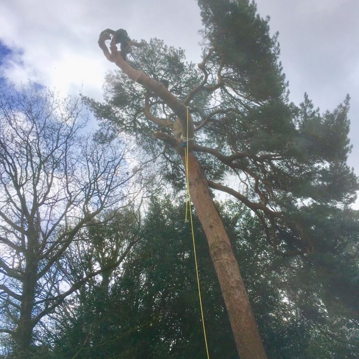 Tree Surgery - Woburn Sands