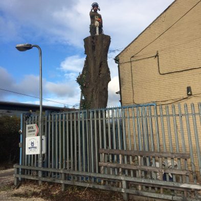 Tree Surgery - Woburn Sands