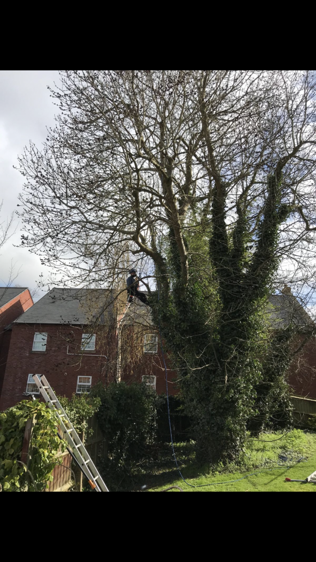 Tree Surgery - Woburn Sands