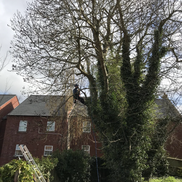 Tree Surgery - Woburn Sands
