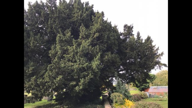 Tree Surgery - Woburn Sands