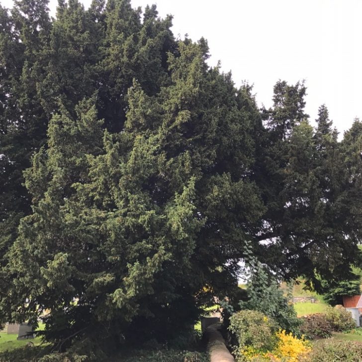 Tree Surgery - Woburn Sands