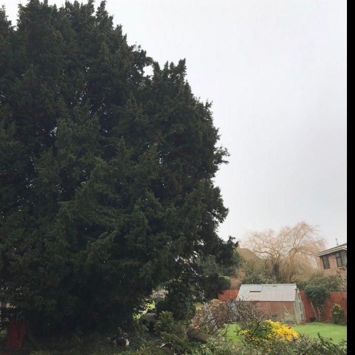 Tree Surgery - Woburn Sands