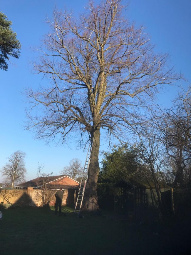 Tree Surgery - Woburn Sands