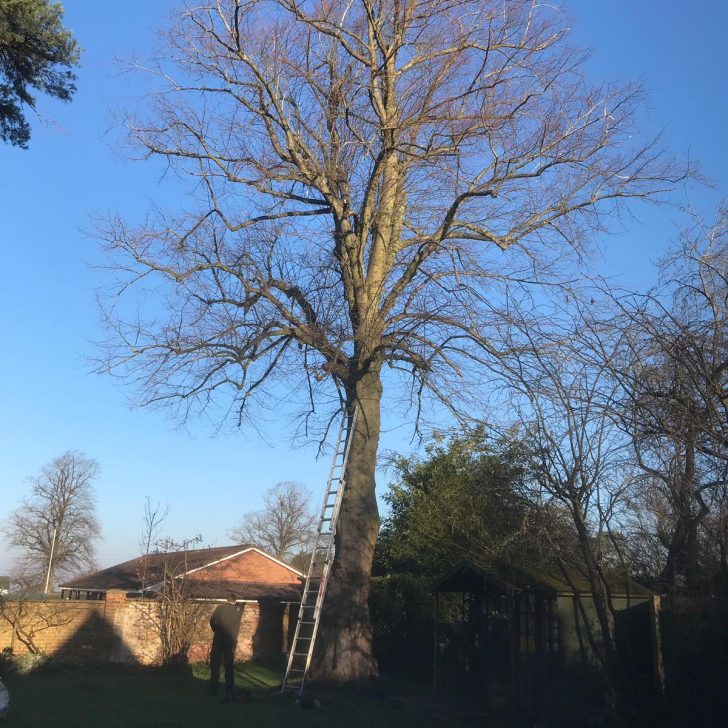 Tree Surgery - Woburn Sands