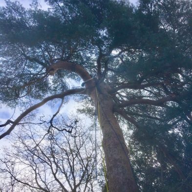 Tree Surgery - Woburn Sands