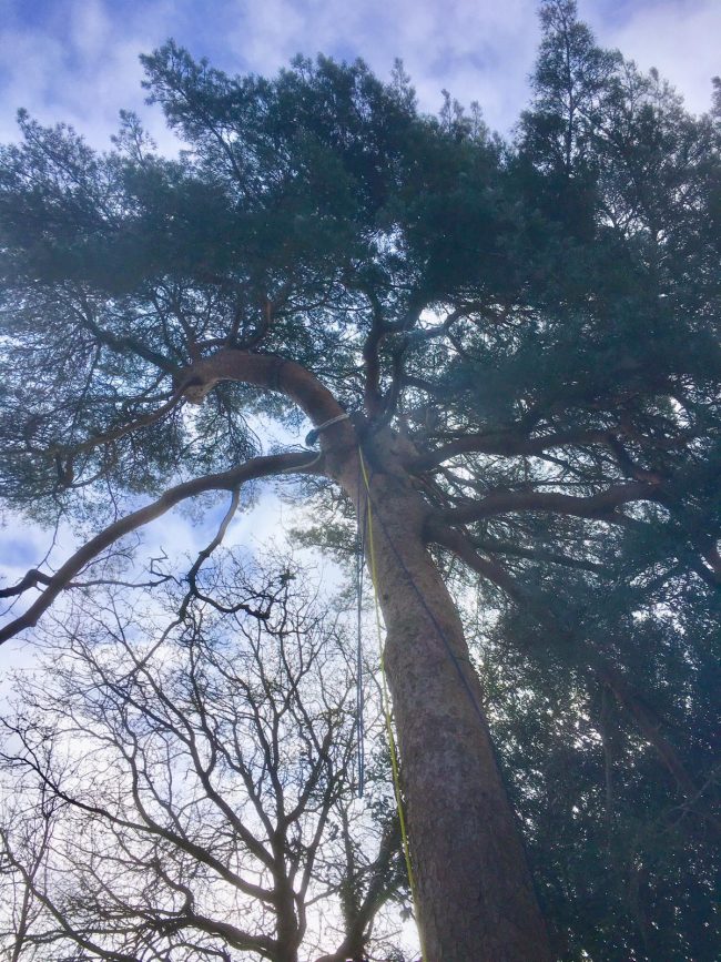 Tree Surgery - Woburn Sands