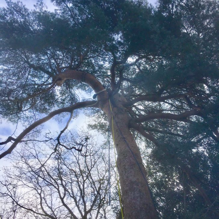 Tree Surgery - Woburn Sands